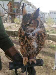 Ein Greifvögel sitzt bei einem Event an der Kindertagesstätte Spielhaus Groß und Klein auf einem Handschuh. Foto: Spielhaus Groß und Klein/ Petra Beier